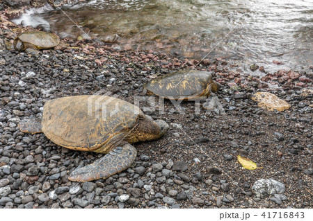 Green Sea Turtles 41716843