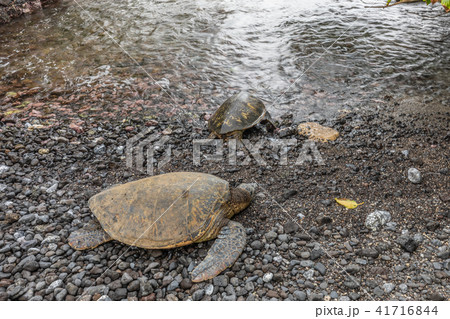 Green Sea Turtles Green Sea Turtles 41716844