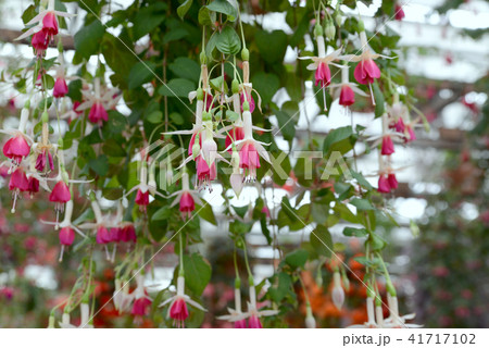 ホクシャ ホクシャ 41717102