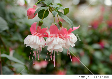 ホクシャ 41717106