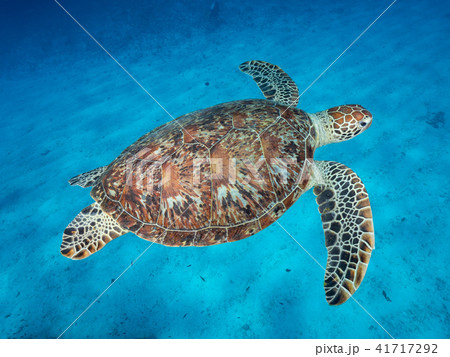 ウミガメの写真素材