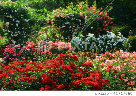 花巻温泉　バラ園 41717560