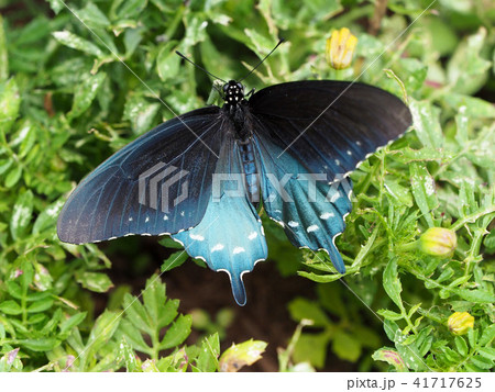 葉に羽を広げてとまるアオジャコウアゲハ 41717625