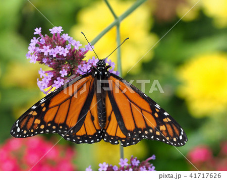 ピンクの花に止まるオオカバマダラ ピンクの花に止まるオオカバマダラ 41717626