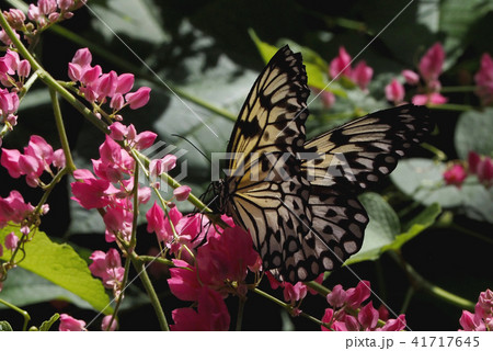 ピンクの花の蜜を吸うアゲハチョウ 41717645