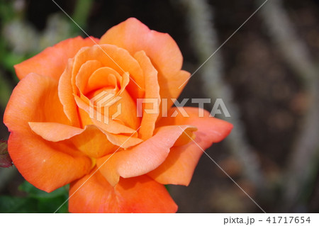 オレンジ色のバラ 41717654