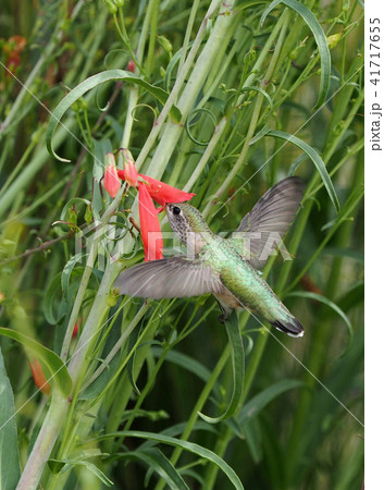 赤い花の蜜を吸うハチドリの写真素材