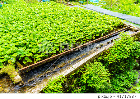 (静岡県)筏場のワサビ田 (静岡県)筏場のワサビ田 41717837
