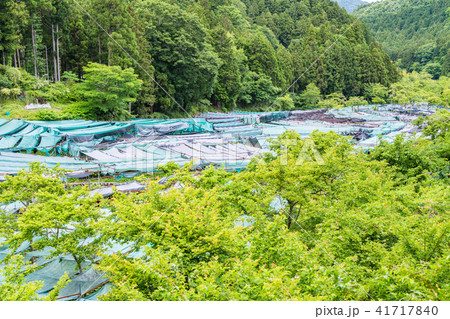 (静岡県)筏場のワサビ田 (静岡県)筏場のワサビ田 41717840