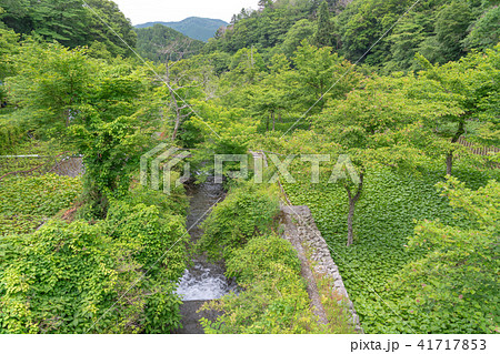 (静岡県)筏場のワサビ田 (静岡県)筏場のワサビ田 41717853