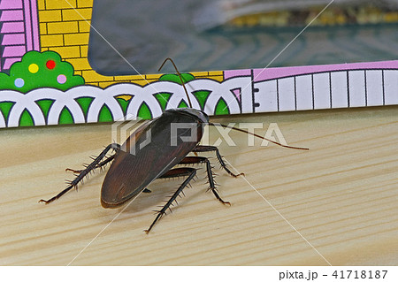 ゴキブリと捕獲器 (深度合成) ゴキブリと捕獲器 (深度合成) 41718187