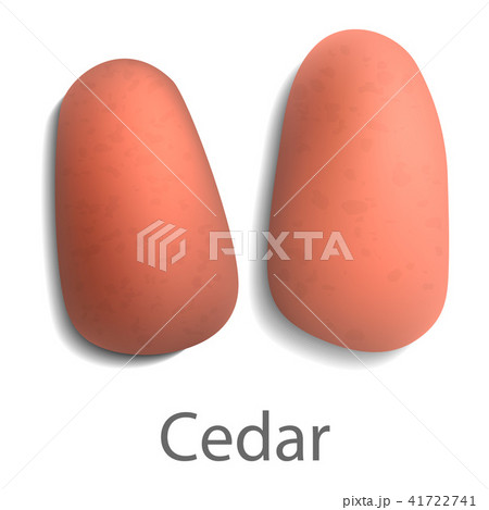 Cedar mockup, realistic style 41722741