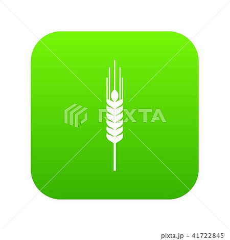 Stalk of ripe barley icon digital green Stalk of ripe barley icon digital green 41722845