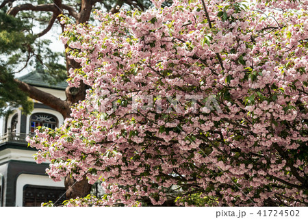 尾山神社の菊桜 41724502