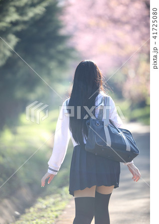 Japanese school girl dress looking sakura flower nature walkway 41725080