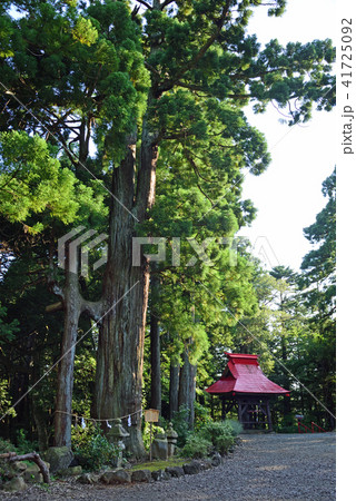 名取熊野那智神社 連理の杉 41725092