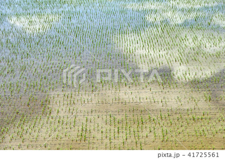 初夏の水田 初夏の水田 41725561