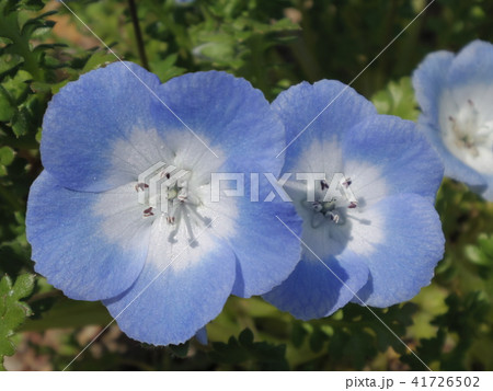 ネモフィラ（メンジェシイ・インシグニス） 41726502