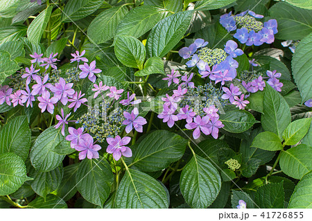 アジサイの花 アジサイの花 41726855
