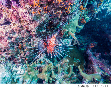 胸ビレを広げて優雅に泳ぐネッタイミノカサゴ。ヤップ島・ミクロネシア連邦 41726941