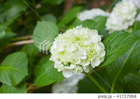 山中の紫陽花 山中の紫陽花 41727068
