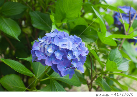 山中の紫陽花 山中の紫陽花 41727070