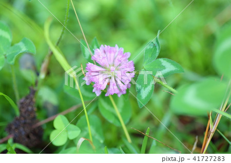 アカツメグサの花の写真素材