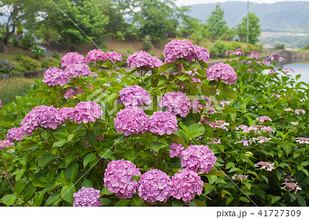 山中の紫陽花 山中の紫陽花 41727309