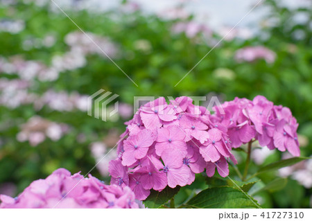 山中の紫陽花 山中の紫陽花 41727310