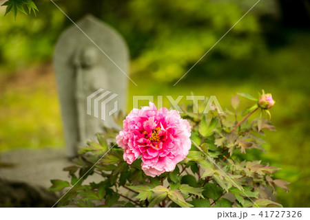 俱利伽羅不動寺のボタン 41727326