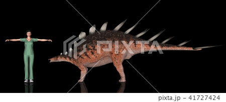恐竜縮尺図・ケントロサウルス 41727424