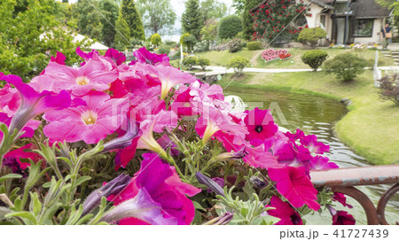 イングリッシュガーデン 41727439