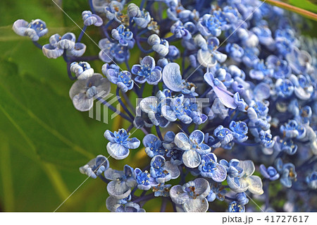 ウズアジサイ（渦紫陽花） 41727617