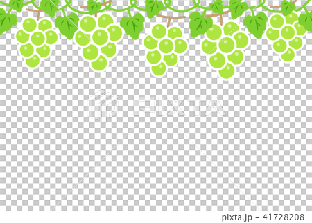 Grape Grape 41728208