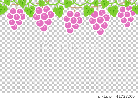 ぶどう 41728209