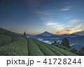 茶畑と夜明けの雲海富士 41728244
