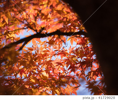 秋の町営磐梯山牧場の紅葉2 41729020