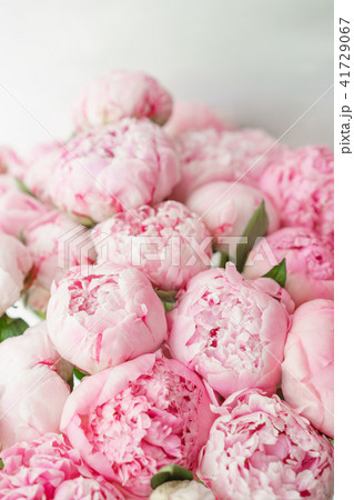 Beautiful bouquet of pink peonies . Floral composition, daylight. Wallpaper. Lovely flowers in glass Beautiful bouquet of pink peonies . Floral composition, daylight. Wallpaper. Lovely flowers in glass 41729067