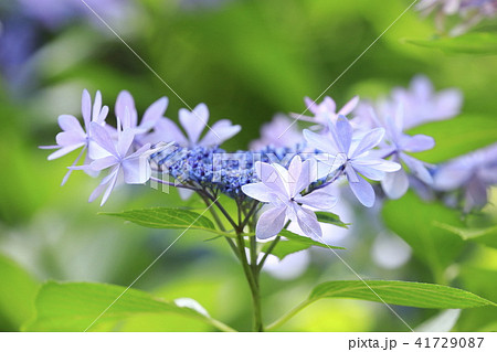 薄紫色のガクアジサイ 初夏の花 薄紫色のガクアジサイ 初夏の花 41729087