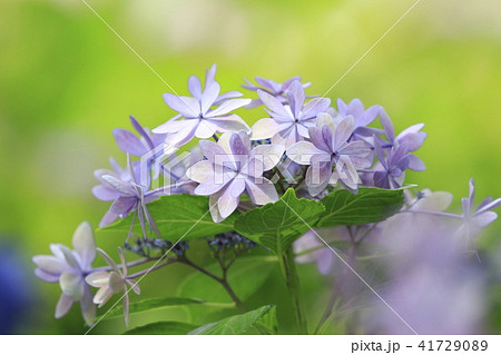 薄紫色のガクアジサイ 初夏の花の写真素材