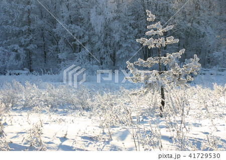 Frosted branches on a sunny winter day 41729530