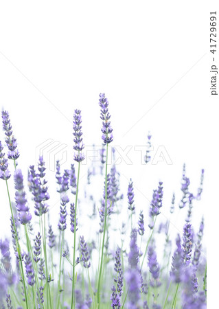 ラベンダー畑　群生 41729691