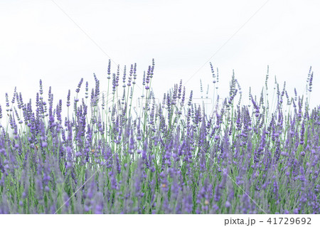 ラベンダー畑 群生 ラベンダー畑 群生 41729692