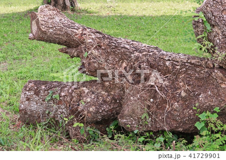 old stump in an autumn forest 41729901