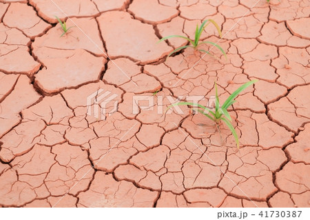Seedling grass growing trough dry soil crack 41730387