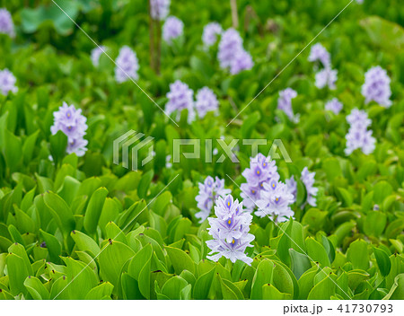 花びら 花弁 弁 41730793