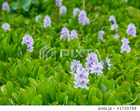 花びら 花弁 弁 41730798