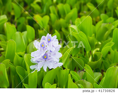 花びら 花弁 弁 41730826