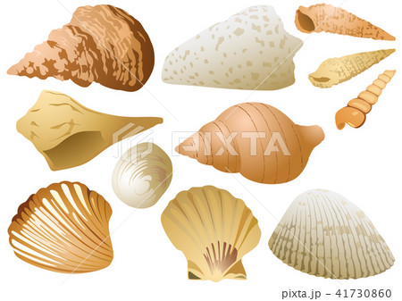 Seashell Set on White Background Seashell Set on White Background 41730860
