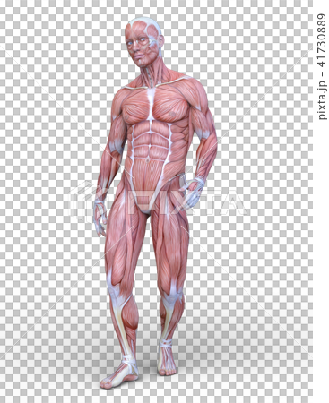 Male human body model Male human body model 41730889
